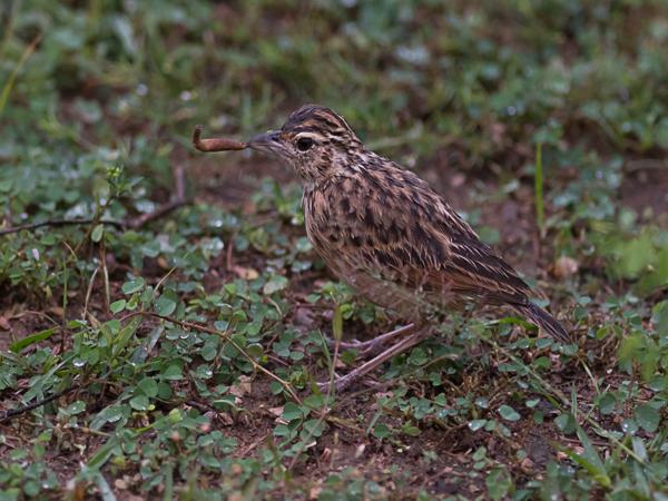 <h3><a href="/trips/srilanka/biota/animalia/chordata/aves/040 passeriformes/073 alaudidae/mirafra affinis/mirafra affinis-nl.html">Mirafra&nbsp;affinis</a> / Jerdon's&nbsp;bush&nbsp;lark / Jerdons&nbsp;leeuwerik</h3>NIKON D500 met AF-S Nikkor 300mm f/2.8G IF-ED VR II, 1/1000 sec  bij F2.8, ISO 800, afstand 7.08&nbsp;m